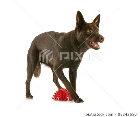 Australian Kelpie in studio Australian Kelpie in studio 88242650