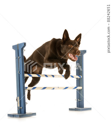 Australian Kelpie in studio Australian Kelpie in studio 88242651