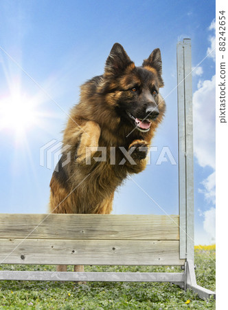 training of jumping 88242654