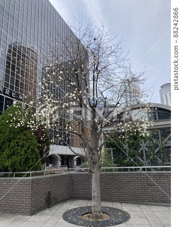 2022 年 3 月 25 日,大阪梅田櫻 2022 年 3 月 25 日,大阪梅田櫻 88242866