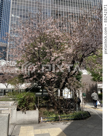2022 年 3 月 25 日，大阪梅田櫻 88242871