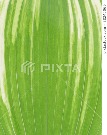 Leaves and veins of Solomon's-seal (variegated sweet potato) 88243069