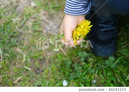 Children's hands and grass holding dandelions and white clover Children's hands and grass holding dandelions and white clover 88243153