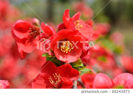 盛開的鮮花盛開 88243873