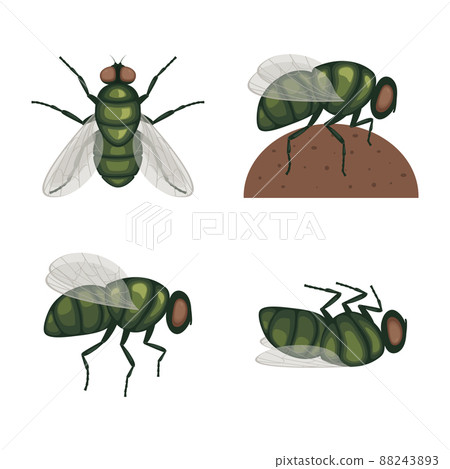 The green fly .Fly insect. Image of a fly top view. A flying insect. Vector illustration isolated on a white background The green fly .Fly insect. Image of a fly top view. A flying insect. Vector illustration isolated on a white background 88243893