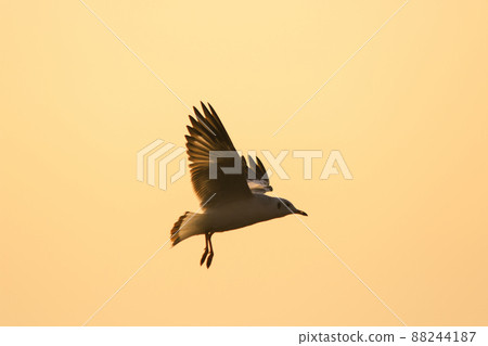 A silhouette of a seagull flying in the orange light of the evening sun. 88244187