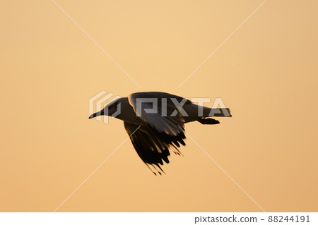 A silhouette of a seagull flying in the orange light of the evening sun. A silhouette of a seagull flying in the orange light of the evening sun. 88244191