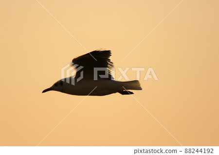 A silhouette of a seagull flying in the orange light of the evening sun. 88244192