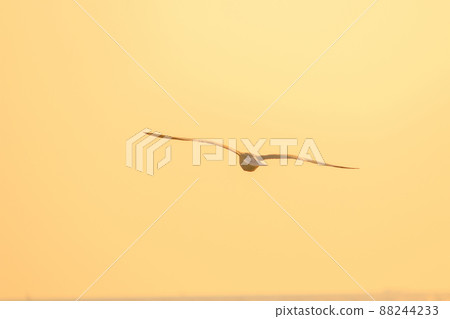 A silhouette of a seagull flying in the orange light of the evening sun. 88244233