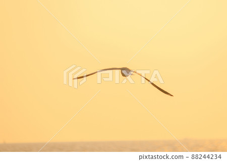 A silhouette of a seagull flying in the orange light of the evening sun. 88244234