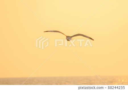 A silhouette of a seagull flying in the orange light of the evening sun. 88244235