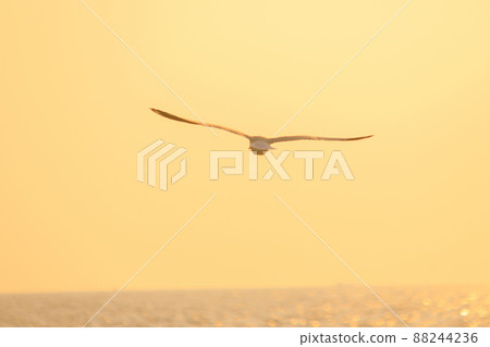 A silhouette of a seagull flying in the orange light of the evening sun. 88244236