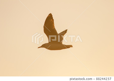 A silhouette of a seagull flying in the orange light of the evening sun. A silhouette of a seagull flying in the orange light of the evening sun. 88244237