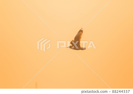 A silhouette of a seagull flying in the orange light of the evening sun. 88244337