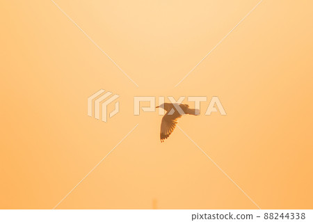 A silhouette of a seagull flying in the orange light of the evening sun. A silhouette of a seagull flying in the orange light of the evening sun. 88244338