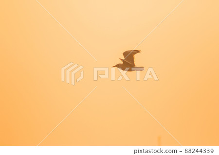 A silhouette of a seagull flying in the orange light of the evening sun. A silhouette of a seagull flying in the orange light of the evening sun. 88244339
