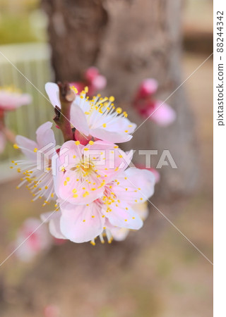 Plum blossoms taken on the ground background Plum blossoms taken on the ground background 88244342