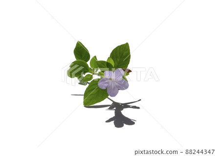 Close up of prostrate wild petunia, Bell Weed plant on white background with shadow. 88244347