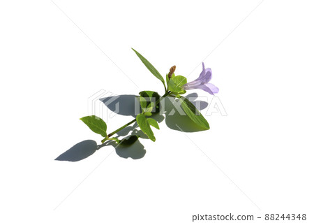 Close up of prostrate wild petunia, Bell Weed plant on white background with shadow. 88244348