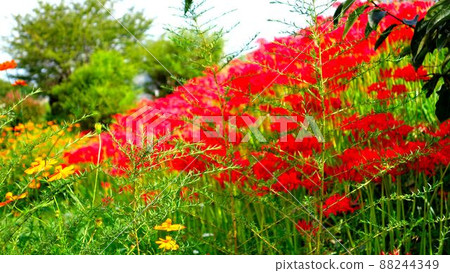 It is a yellow flower blooming on the bank and a bright red Manshu Saka. 88244349