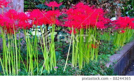 It is a bright red cluster amaryllis It is a bright red cluster amaryllis 88244365