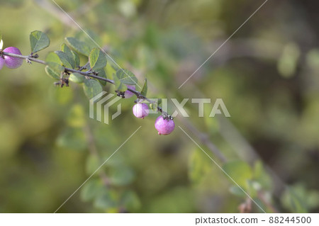 Coralberry Coralberry 88244500