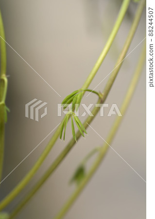 Five-leaf akebia 88244507