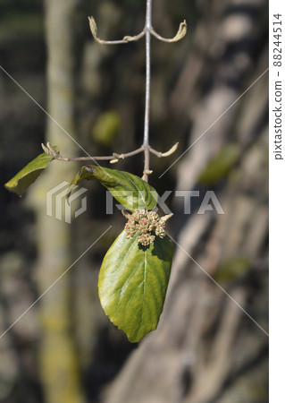 Korean spice viburnum 88244514