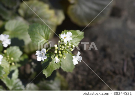 Caucasian pennycress 88244521