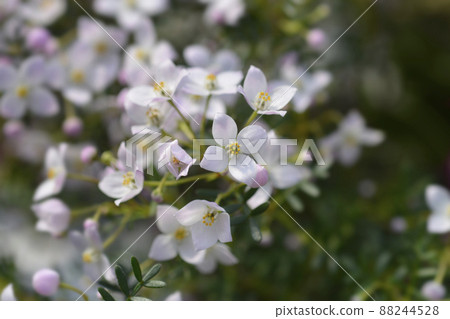 Narrow-leaved boronia Pink Star 88244528