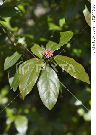 Laurustinus 88244536