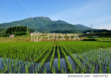 妙高山和稻田的背影 (1) 88244782