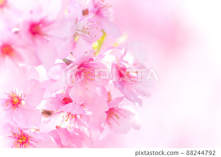 河津櫻花盛開 河津櫻花盛開 88244792