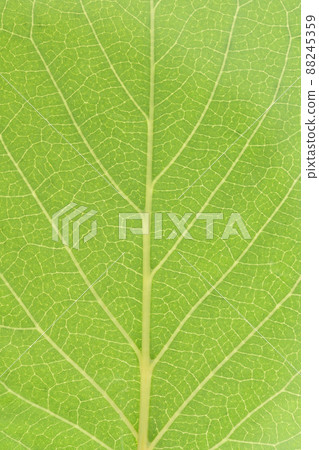 Issai Sakura(1歲櫻花樹)的嫩葉和葉脈 Issai Sakura(1歲櫻花樹)的嫩葉和葉脈 88245359