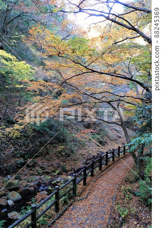 Tsuzumigataki公園的步行道和紅葉(兵庫縣有馬溫泉) Tsuzumigataki公園的步行道和紅葉(兵庫縣有馬溫泉) 88245369