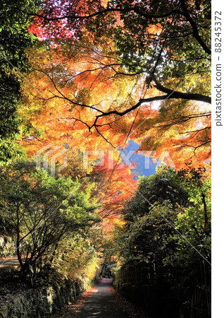 有馬溫泉街(兵庫縣神戶市)的紅葉 有馬溫泉街(兵庫縣神戶市)的紅葉 88245372