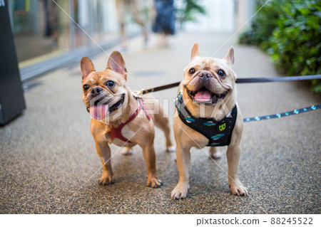 Two cute French dollar dogs in the city 88245522