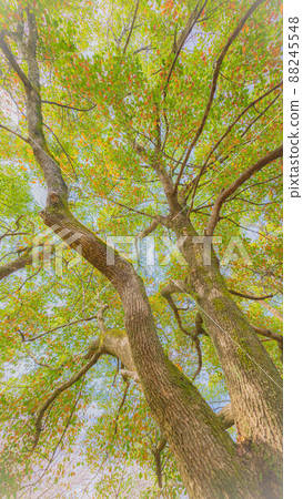 A big tree looking up A big tree looking up 88245548
