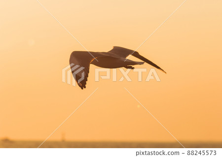 A silhouette of a seagull flying in the orange light of the evening sun. 88245573
