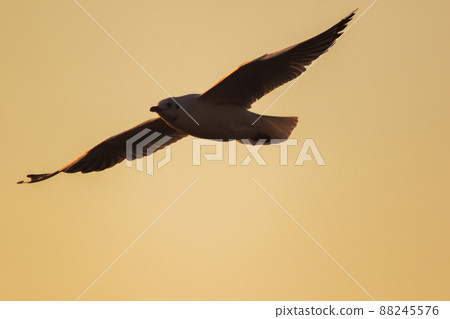 A silhouette of a seagull flying in the orange light of the evening sun. 88245576
