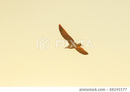 A silhouette of a seagull flying in the orange light of the evening sun. 88245577