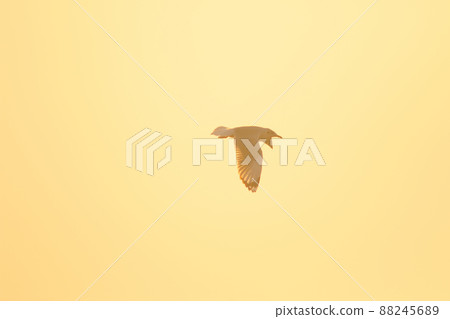 A silhouette of a seagull flying in the orange light of the evening sun. A silhouette of a seagull flying in the orange light of the evening sun. 88245689