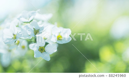 Spiraea thunbergii close-up 88245960