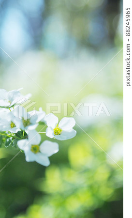 Spiraea thunbergii close-up 88245965
