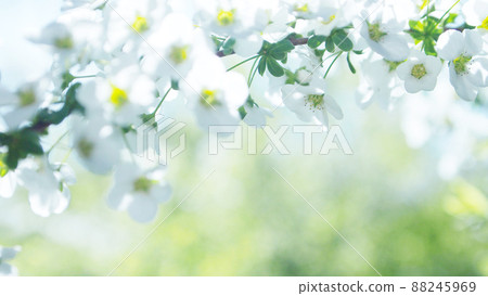 繡線菊特寫 88245969