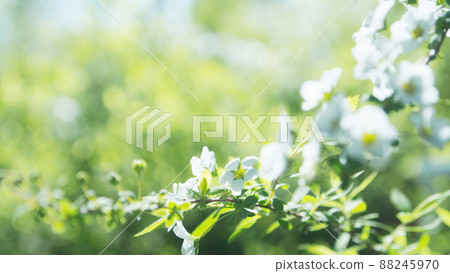 Spiraea thunbergii close-up 88245970