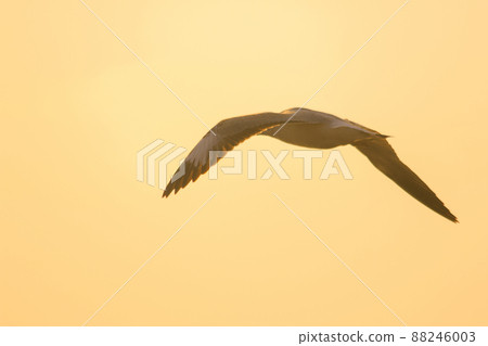 A silhouette of a seagull flying in the orange light of the evening sun. A silhouette of a seagull flying in the orange light of the evening sun. 88246003