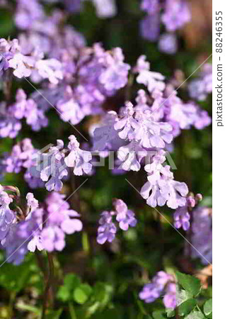Okinawa chidori blooming along the coastal road of Amami Oshima 88246355