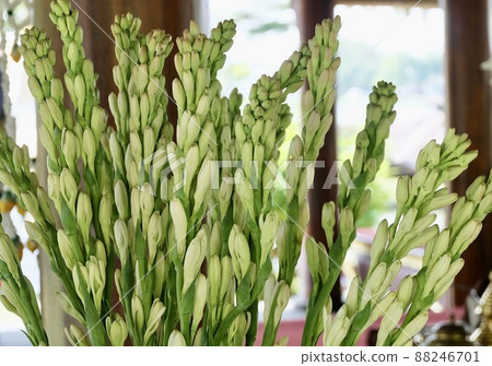 Bunch of White Tuberose Flowers and Buds Bunch of White Tuberose Flowers and Buds 88246701