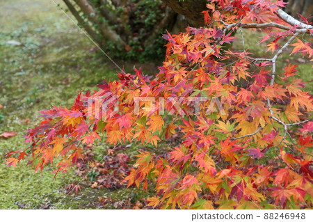 Autumn leaves of Oharano Shrine 88246948